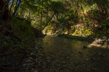 forest stream 2