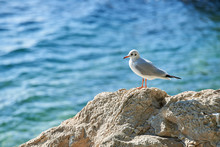 Young Seagull Standing On A Rock