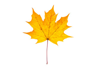 Beautiful, soft, colorful and fresh autumn maple leaf on the white background.