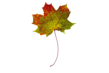 Wall Mural - Beautiful, soft, colorful and fresh autumn maple leaf on the white background.
