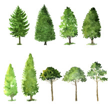 Set Of Trees Drawing By Watercolor
