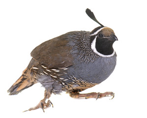 Sticker - California quail in studio