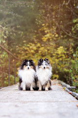 two sheltie dogs posing outdoors in autumn