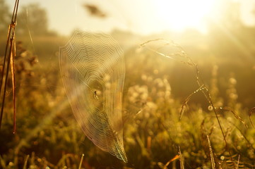 Wall Mural - Spider  web in sunrise light