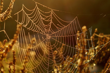 Wall Mural - Macro spider web
