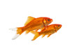 Two swimming goldfish isolated on a white background