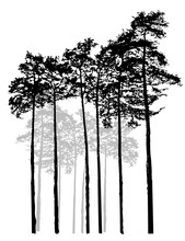 Realistic Relic Black White Pine Forest. Monochrome Isolated Pine Forest. Ship Pines.