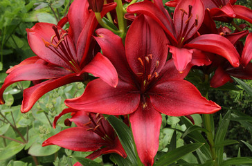 Red Lily