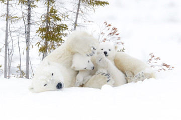 Polar bear mother (Ursus maritimus) with two cubs, Wapusk National Park, Manitoba, Canada