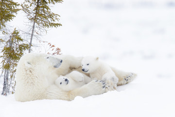 Wall Mural - polar bear mother (ursus maritimus) with two cubs, wapusk national park, manitoba, canada