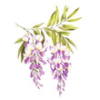  Branch of wisteria. Hand draw watercolor illustration