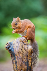 Wall Mural - Red Squirrel in Woodland, Northumberland, England