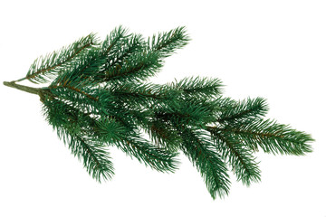 Branch of fir.