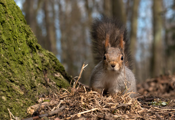 Wall Mural - Squirrel with bushy tail looking at the photographer. Close-up.