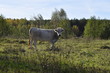 © zhan13 - белая корова,