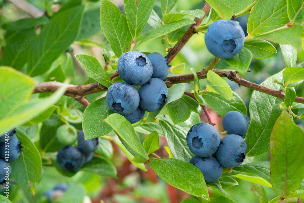 Fresh Organic Blueberries on the bush. close up - obrazy, fototapety, plakaty 