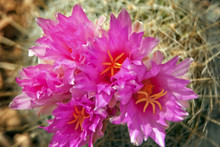 Pink Cactus Flowers Sonoran Desert Phoenix Arizona