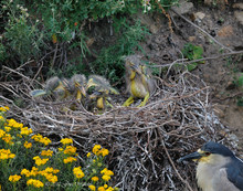 Chicks Of Black-capped Night-heron In Nest