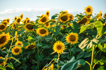  Beautiful sunflowers blossom against blue sky in a rural country field