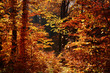 Sunny autumn forest