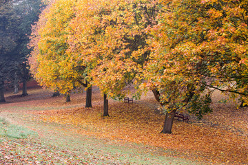 Wall Mural - Herbstlandschaft mit bunten Blättern an den Bäumen