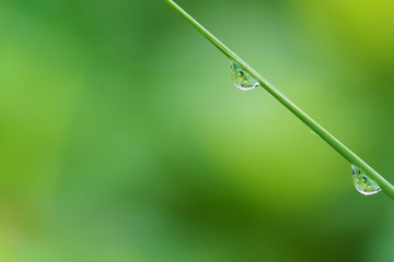 water drop on leaf grass