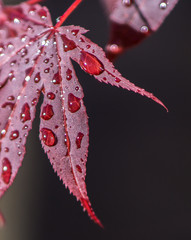 maple leaf with rain drops