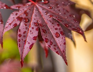 Wall Mural - maple leaf with raindrops