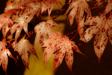 Wall Mural - maple leaf with rain drops