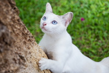 Portrait Of A White Cat With Blue Eyes Close Up.