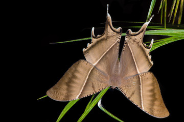 Giant Uraniid Moth