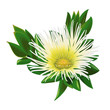 Beautiful Isolated South African Flower Sceletium Tortuosum Kanna Plant Vector