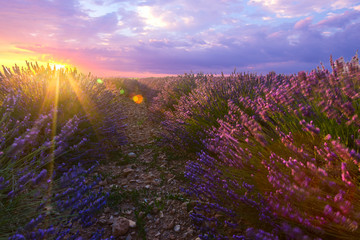 Wall Mural - Lavender field summer sunset landscape