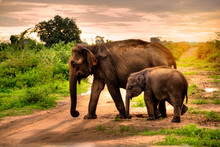 Elephant, Sri Lanka, Asia, Animal - 001