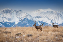 Deer In Front Of Snowy Peaks