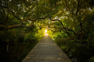 Tract of mangrove forest