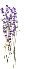 Lavender flowers in closeup isolated on white background