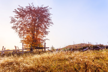 Poster - Magical sunrise with tree in Transylvania mountains