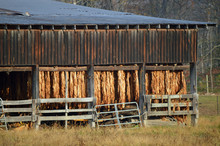 Tobacco Leaves Hanging Out To Cure In An Old Barn
