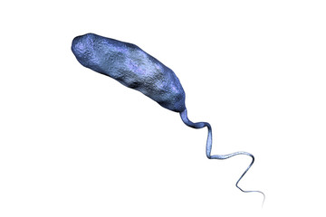 Wall Mural - Vibrio cholerae bacterium isolated on white background, 3D illustration. Bacterium which causes cholera