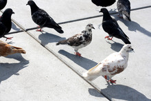 Various Pigeons Walking On A Street. 