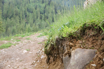 Sticker - Road in mountain forest