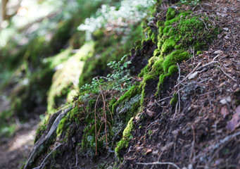 Sticker - Big tree roots in Carpathian forest