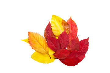 Wall Mural - Autumn leaves on white background