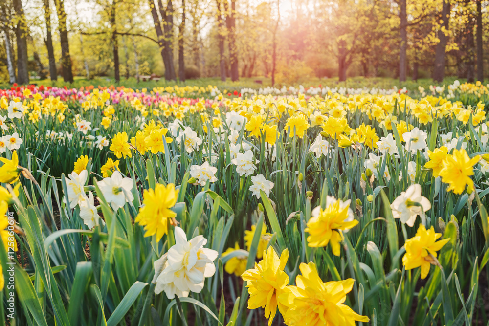 Field of daffodils - obrazy, fototapety, plakaty 
