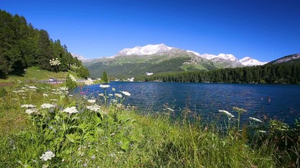 Wall Mural - Clear Silvaplanersee with Swiss Alps in the background. Silvaplanersee is a lake in the Upper-Engadine valley of Grisons, Switzerland, Europe. 
