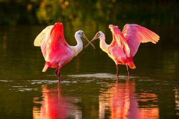 Roseate spoonbills (Platalea ajaja)