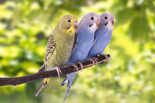 Two Multi Colored Budgie Are On The Green Background