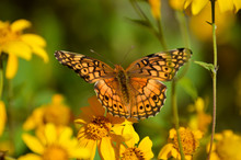 Variegated Fritillary Butterfly On Yellow Flowers