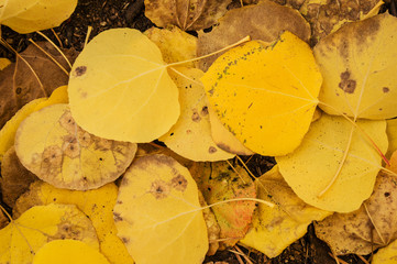 Yellow Aspen Leaves